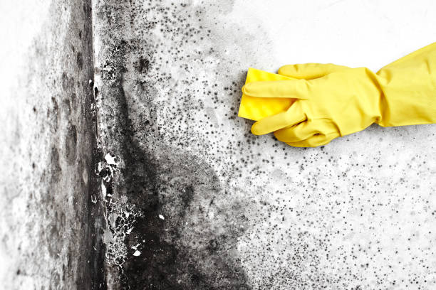 Best Fast Mold Removal  in Herndon, VA