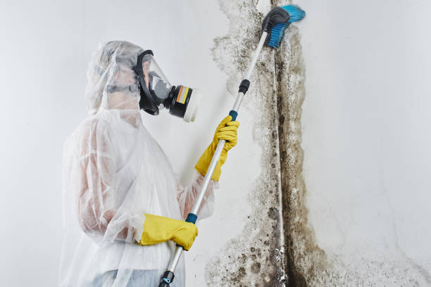 Best Home Mold Removal  in Herndon, VA
