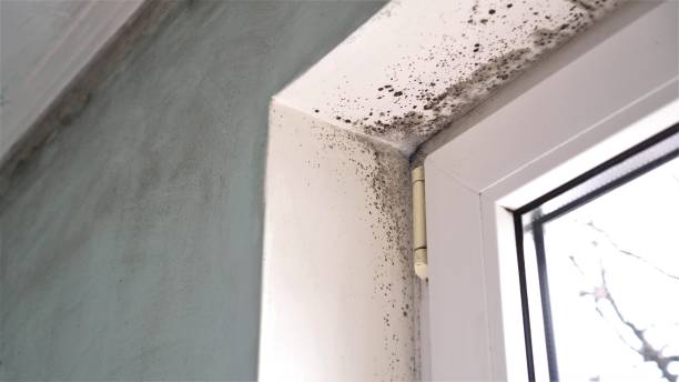 Best Local Mold Removal Service  in Herndon, VA