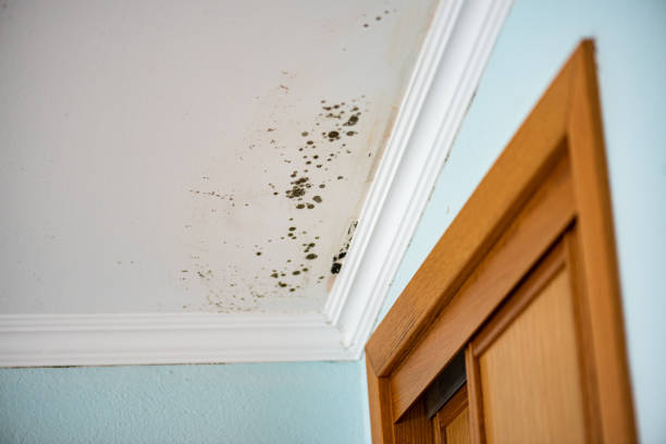 Herndon, VA Mold Removal Company