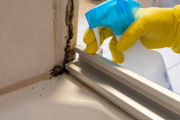 Best Commercial Mold Removal  in Herndon, VA