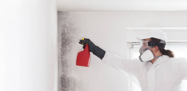 Best Professional Mold Removal  in Herndon, VA