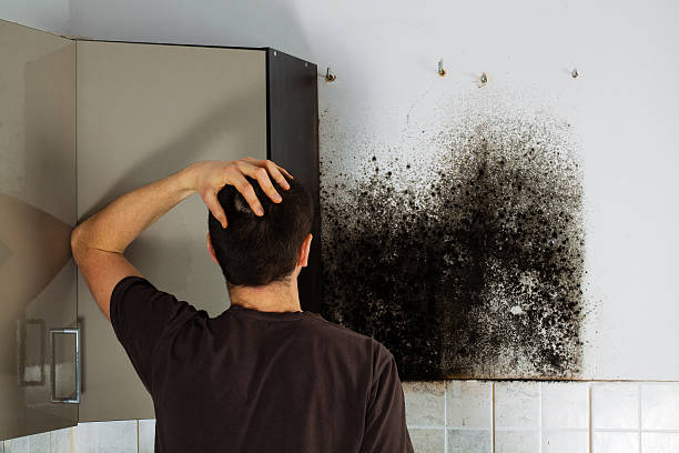 Best Attic Mold Removal  in Herndon, VA