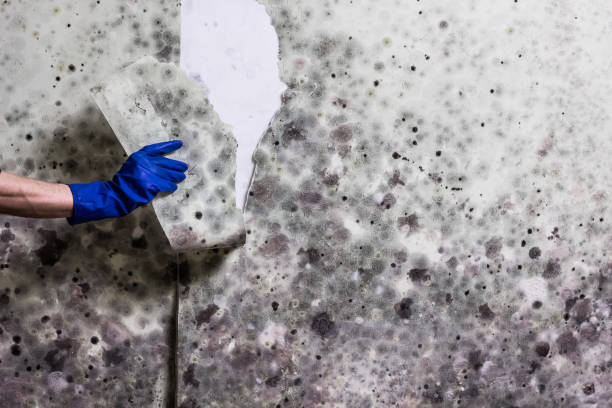  Herndon, VA Mold Removal Pros