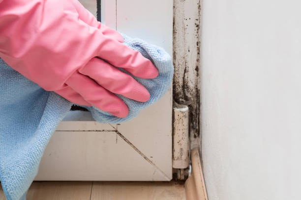 Best Same-Day Mold Removal  in Herndon, VA