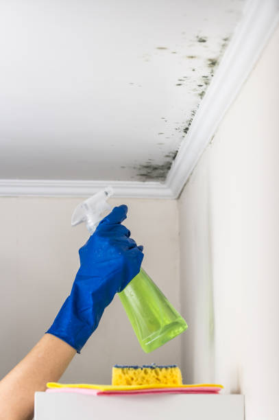 Best Mold Removal Company Near Me  in Herndon, VA