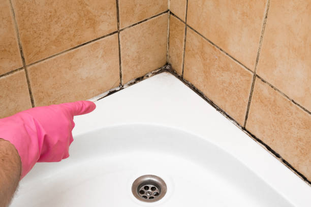 Best Mold Remediation Services  in Herndon, VA