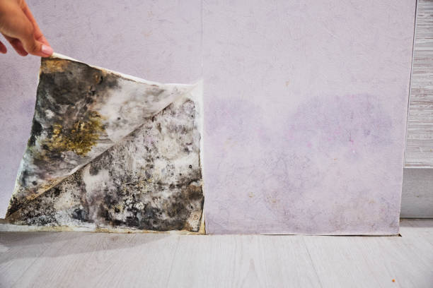 Best Toxic Mold Removal  in Herndon, VA